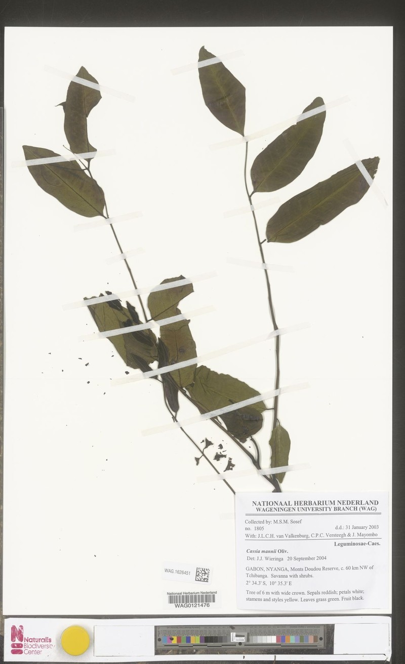 Cassia mannii photo 7