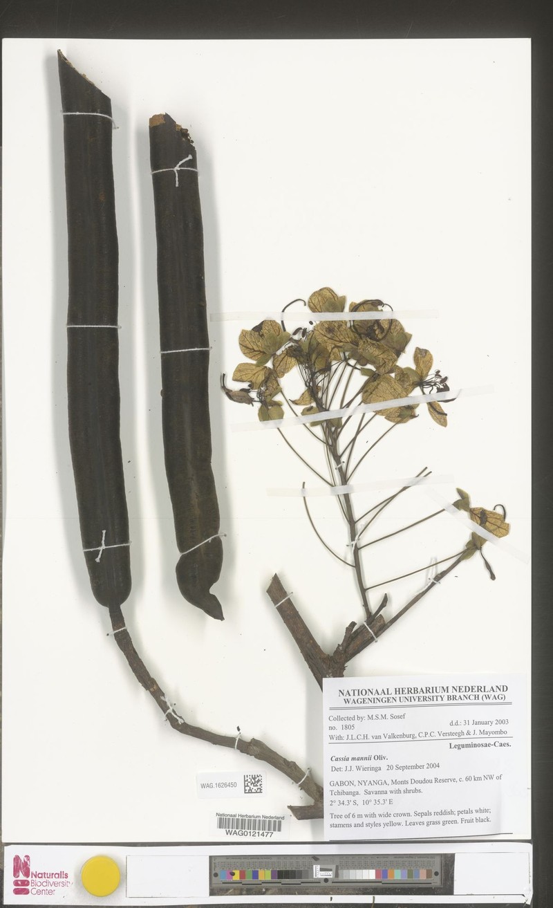 Cassia mannii photo 8