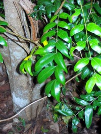 Cassia marksiana