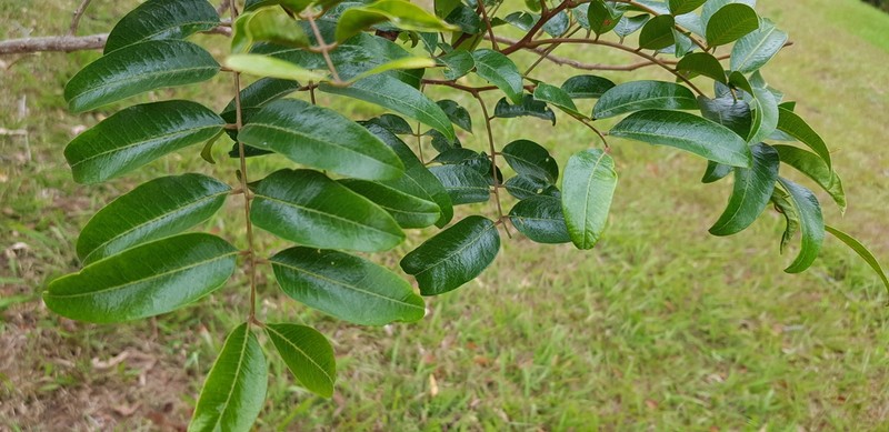 Cassia marksiana photo 2