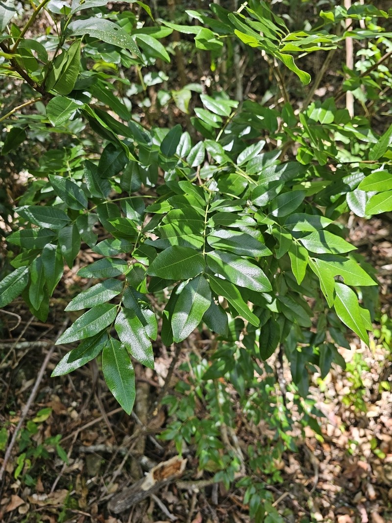 Cassia marksiana photo 4