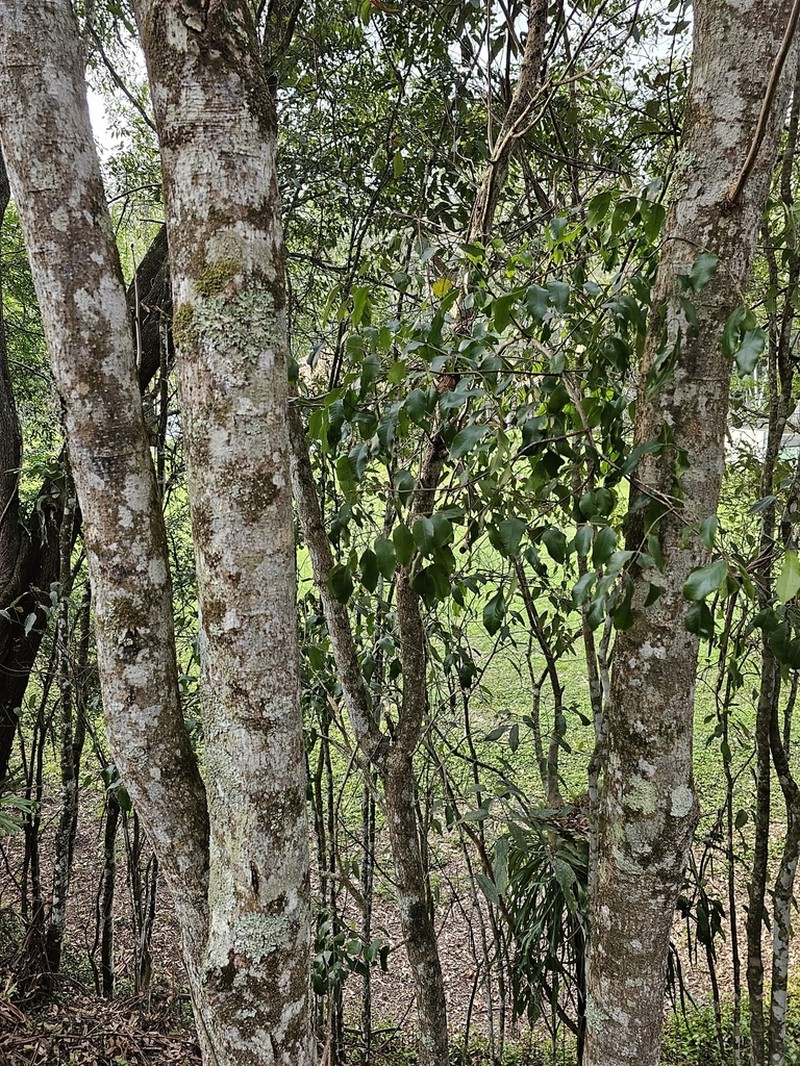 Cassia marksiana photo 6