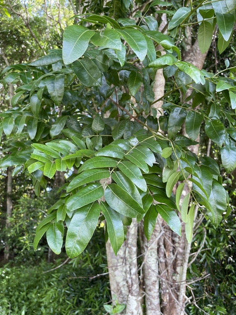 Cassia marksiana photo 7