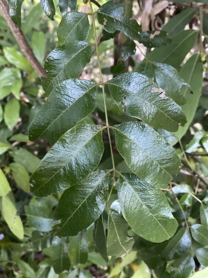 Cassia marksiana photo 8