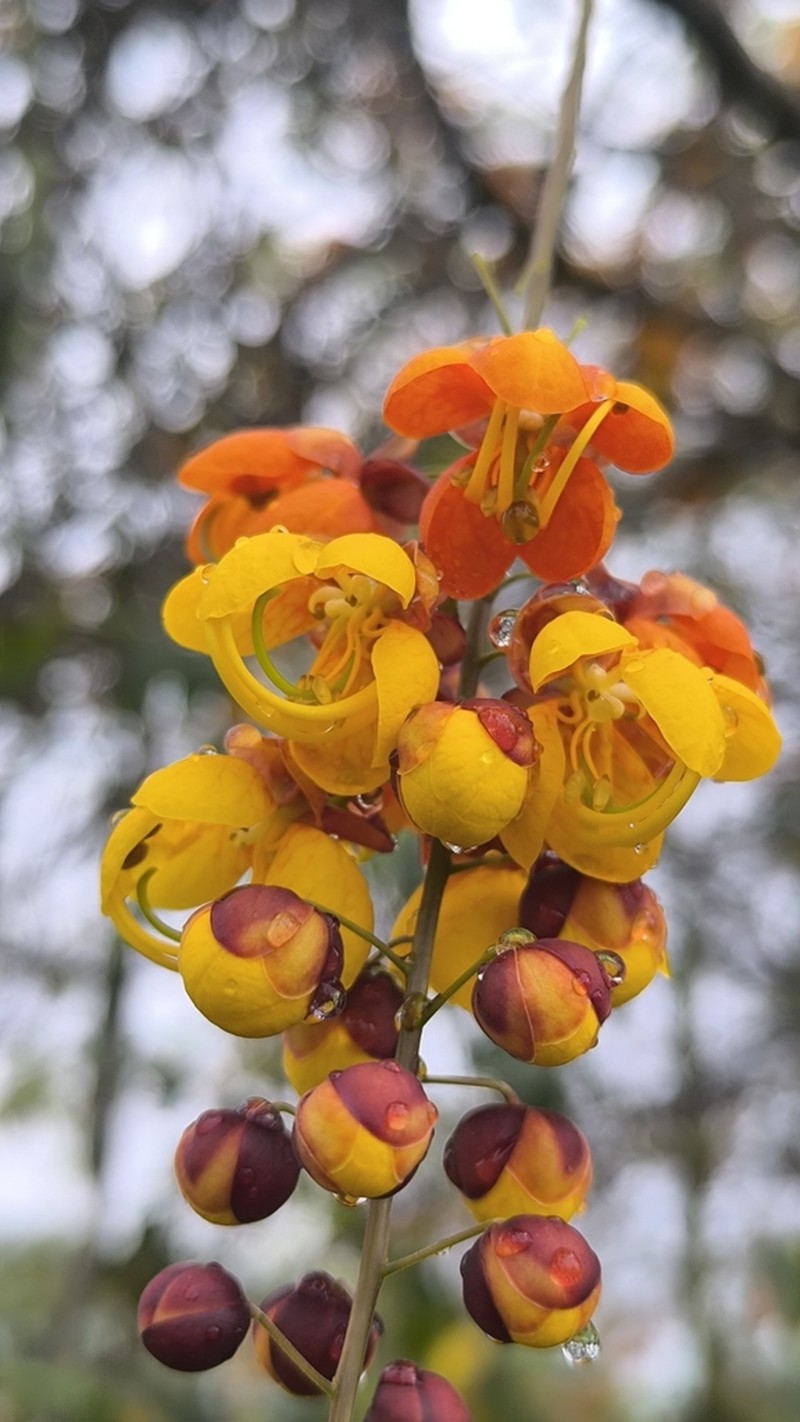 Cassia moschata photo 2