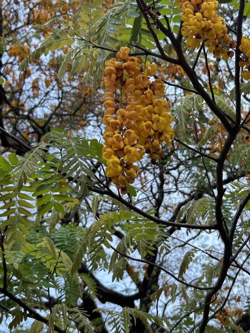 Cassia moschata photo 3