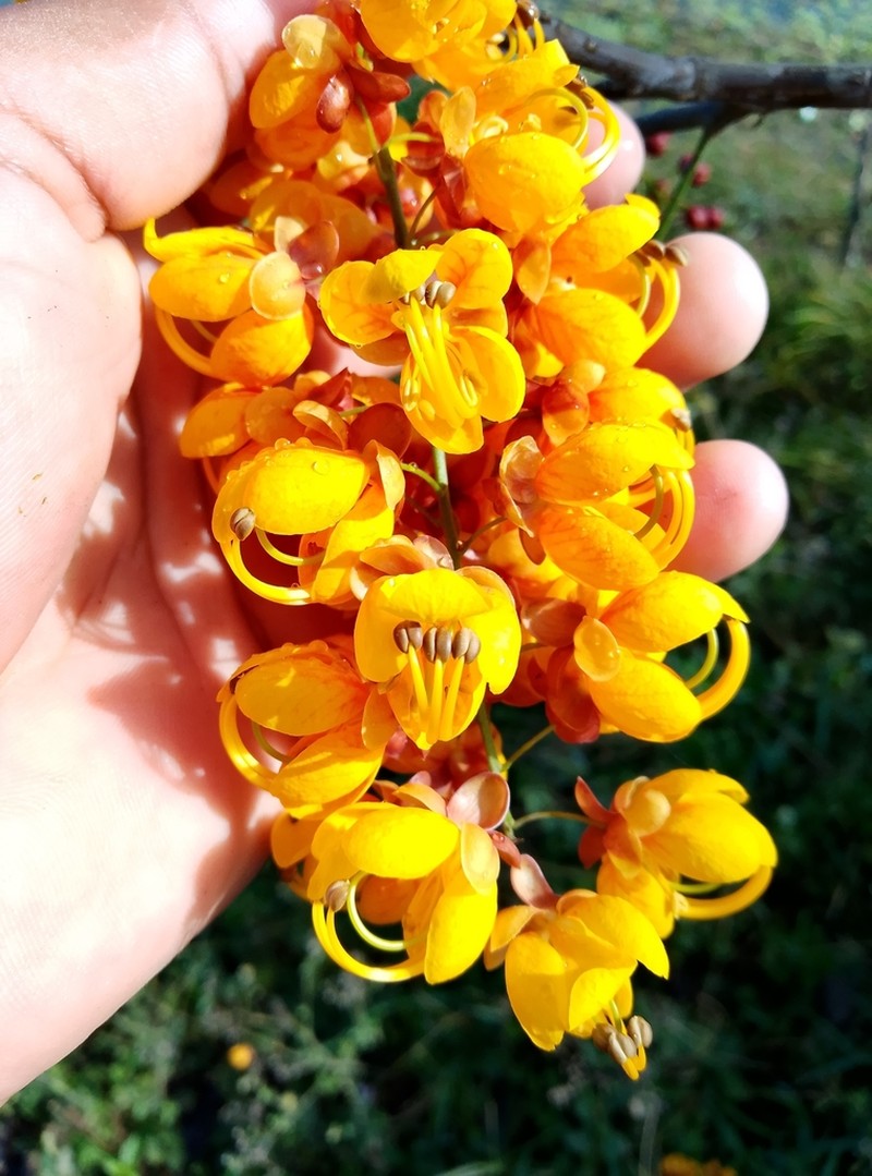 Cassia moschata photo 4