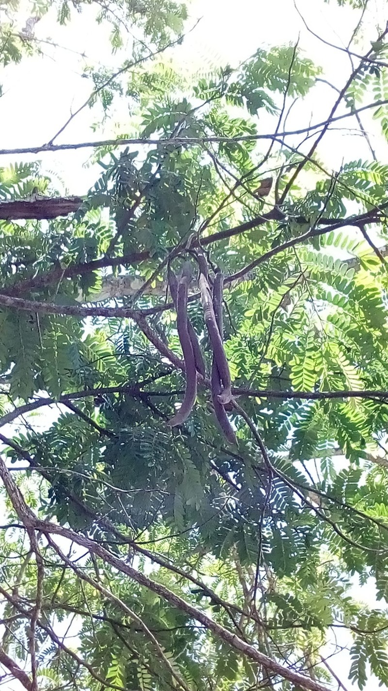 Cassia moschata photo 5