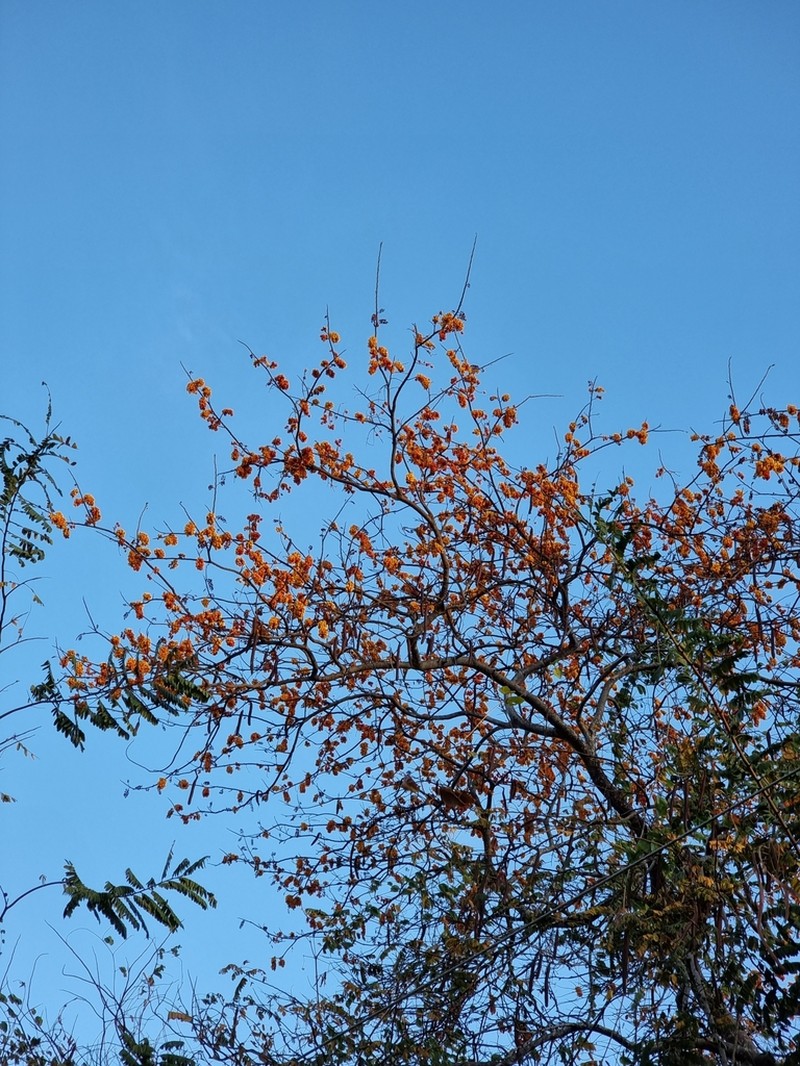 Cassia moschata photo 6