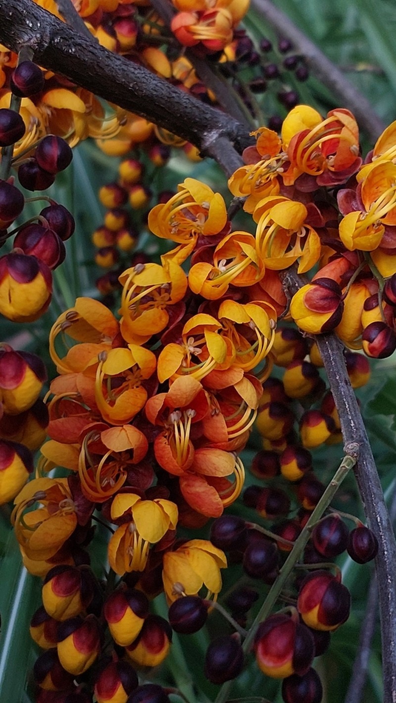 Cassia moschata photo 7