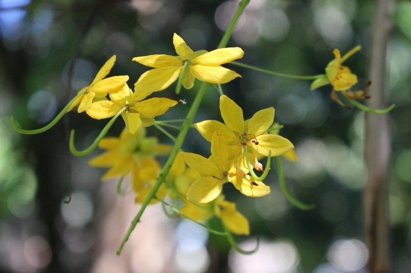 Cassia queenslandica