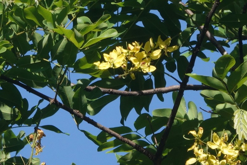 Cassia queenslandica photo 2