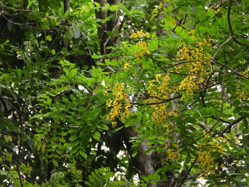 Cassia queenslandica photo 3