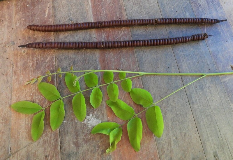 Cassia queenslandica photo 4