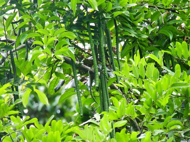 Cassia queenslandica photo 5