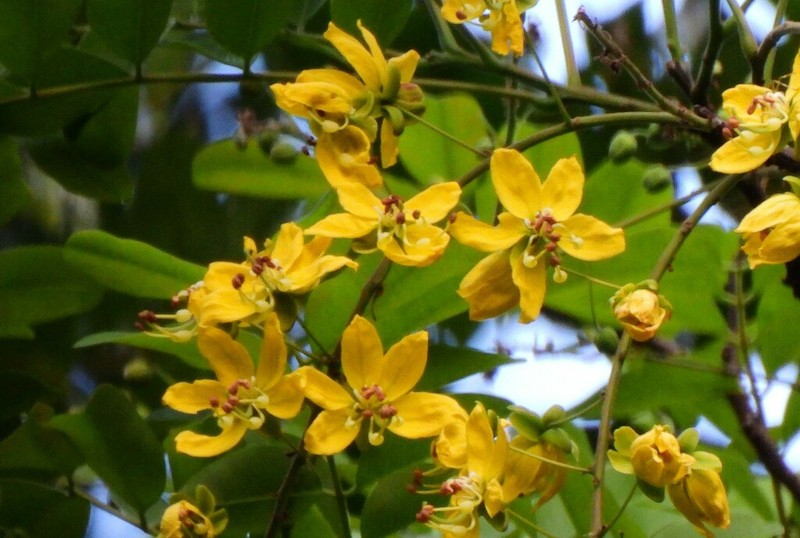 Cassia queenslandica photo 7