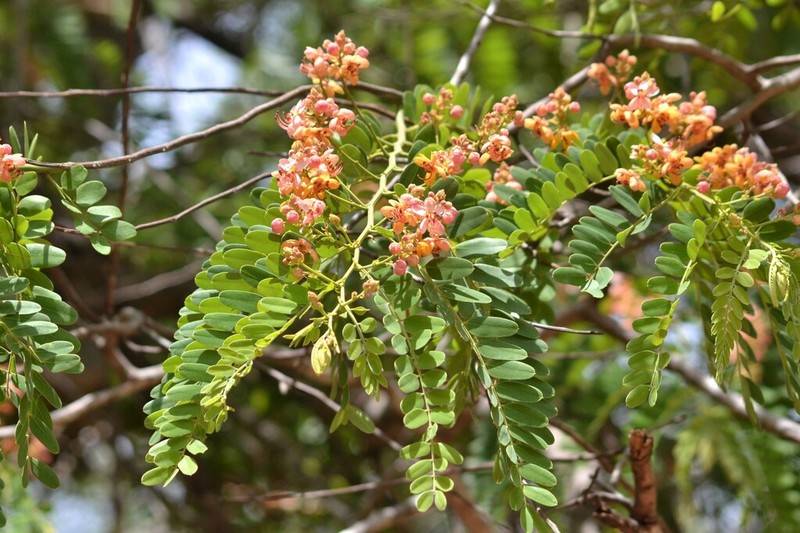 Roxburgh's Cassia photo 4