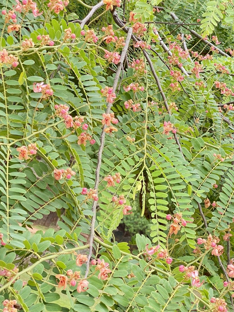 Roxburgh's Cassia photo 5