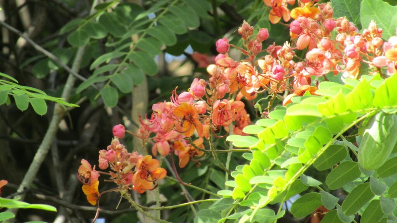 Roxburgh's Cassia photo 6