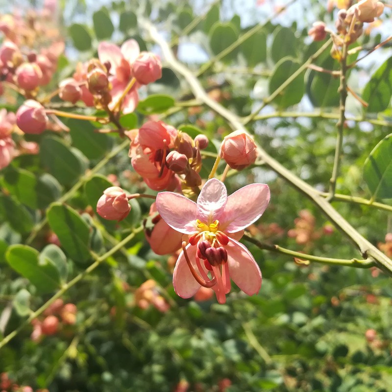 Roxburgh's Cassia photo 7