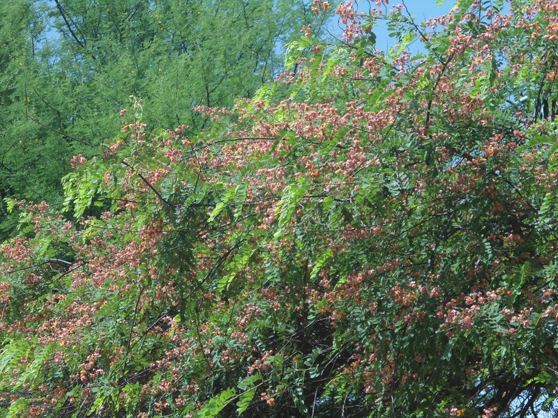 Roxburgh's Cassia photo 2