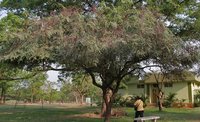 Roxburgh's Cassia