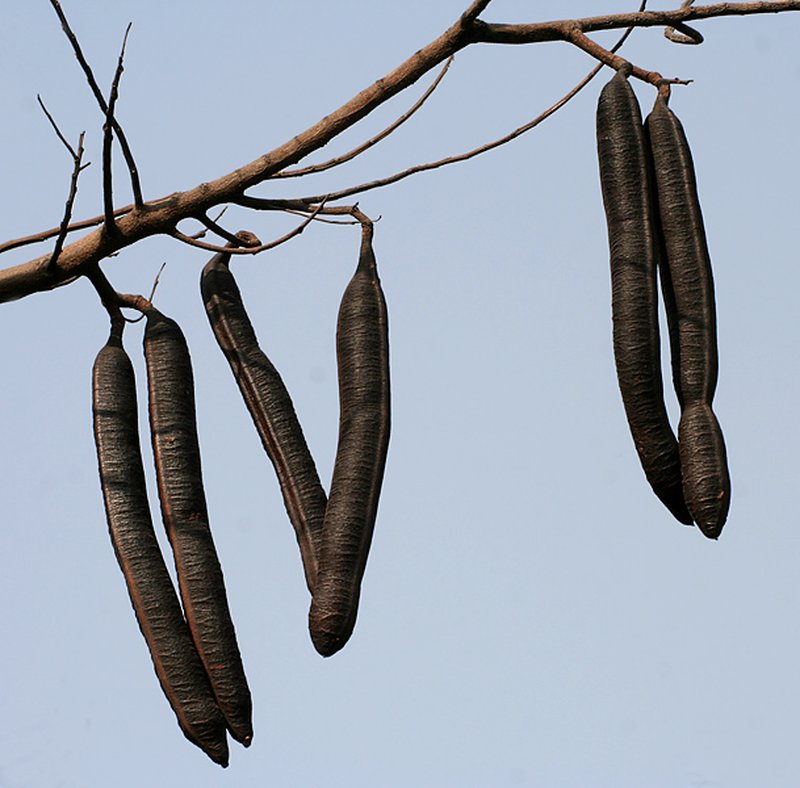 Roxburgh's Cassia photo 3