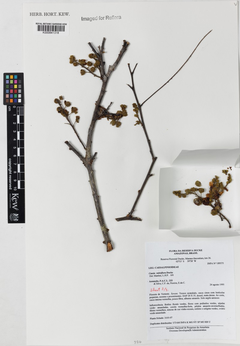 Cassia rubriflora