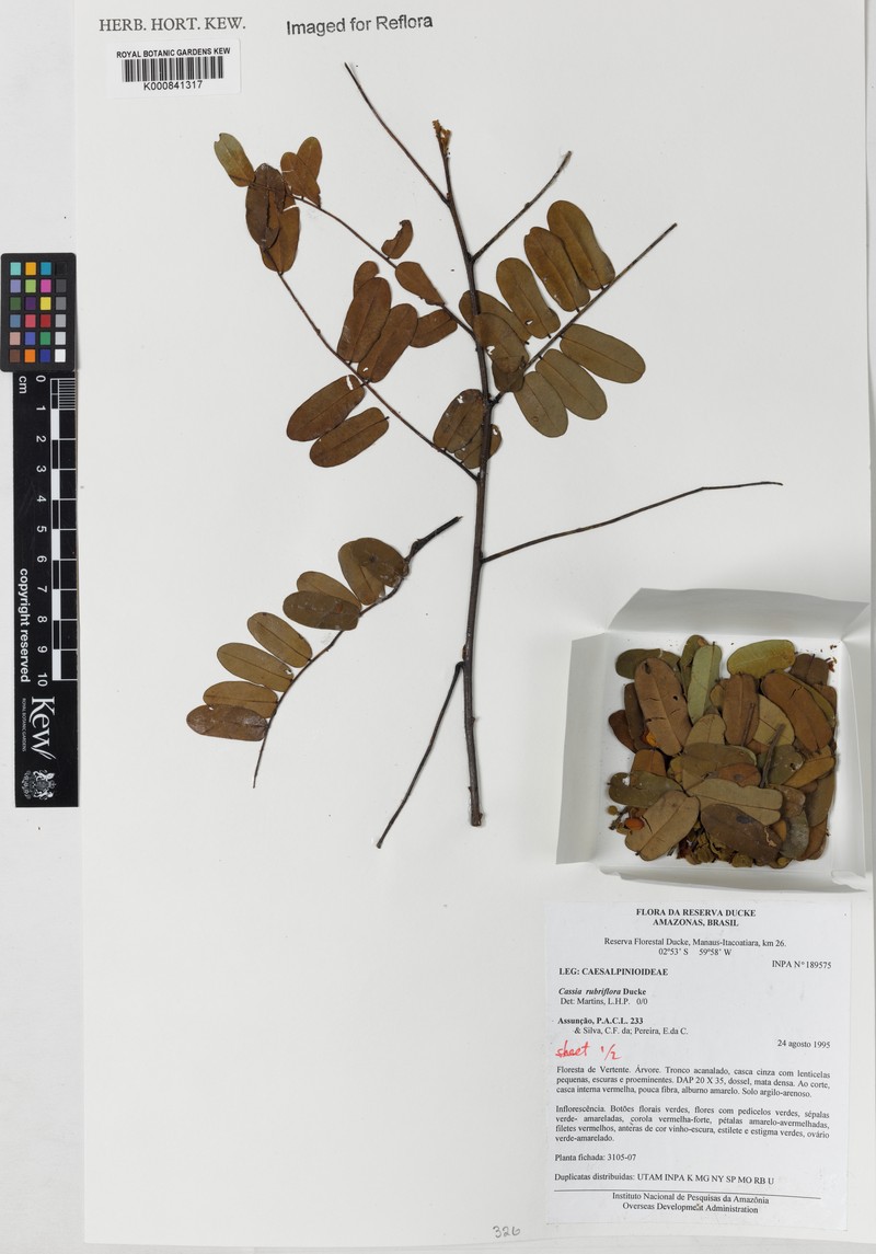 Cassia rubriflora photo 2