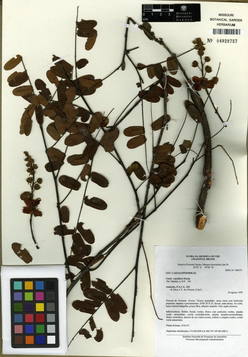Cassia rubriflora photo 3
