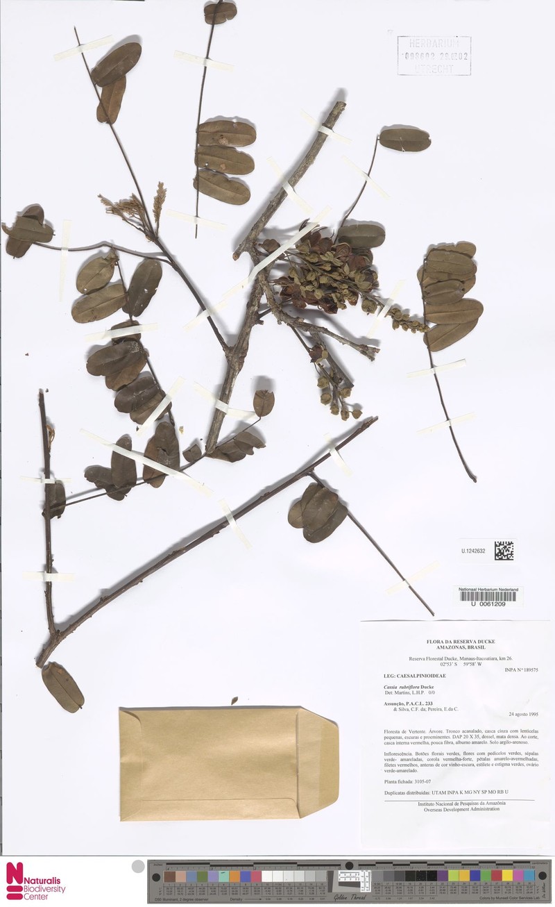 Cassia rubriflora photo 4