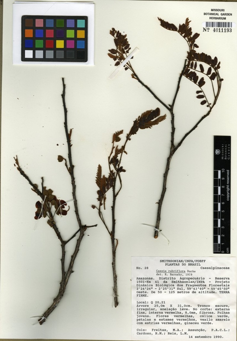 Cassia rubriflora photo 5