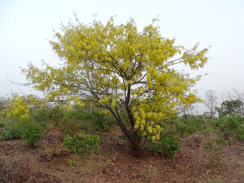 Cassia sieberiana