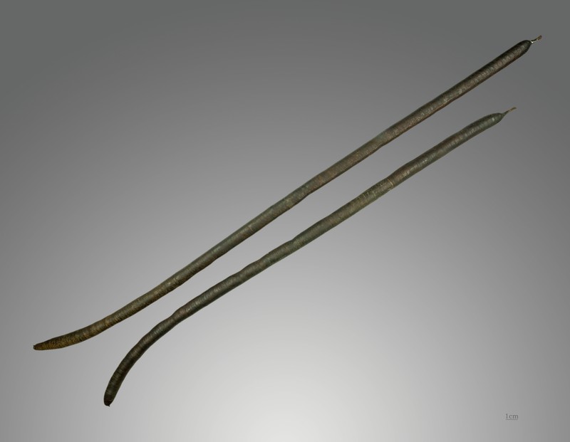 Cassia sieberiana photo 2
