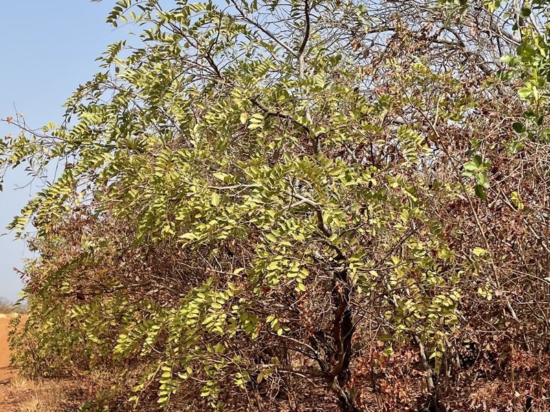 Cassia sieberiana photo 3