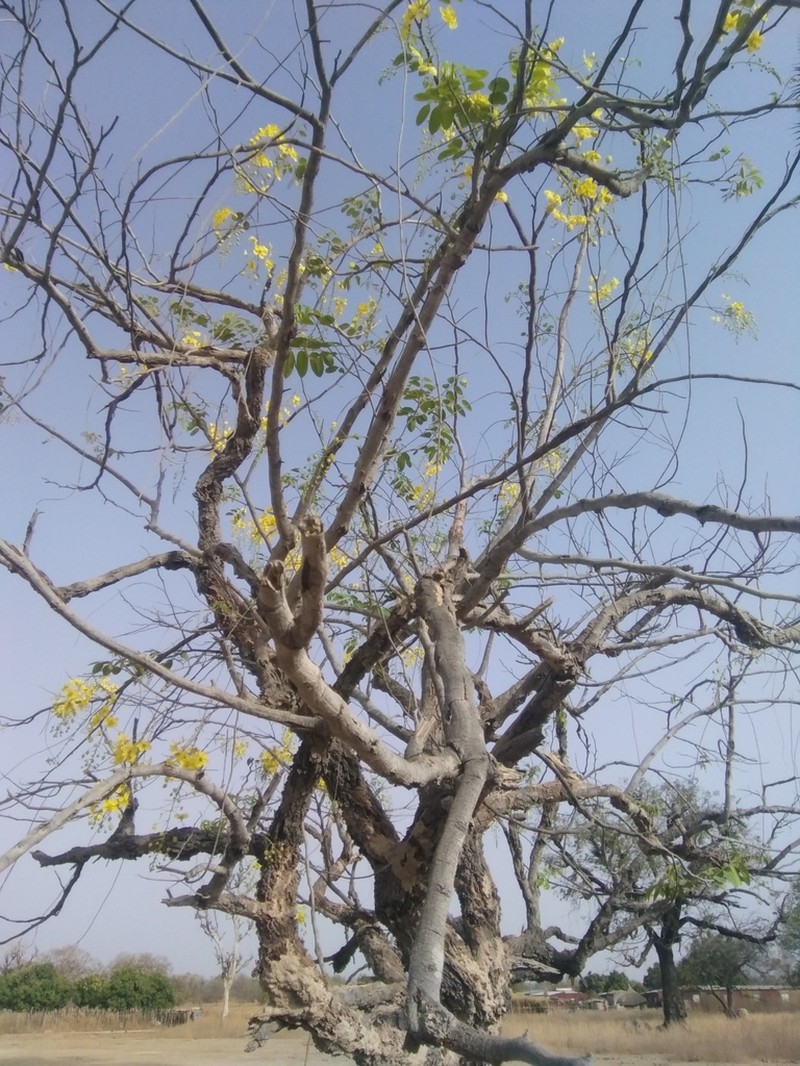 Cassia sieberiana photo 5