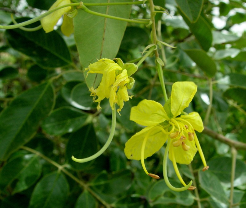 Cassia sieberiana photo 7