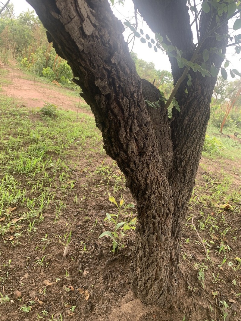 Cassia sieberiana photo 8