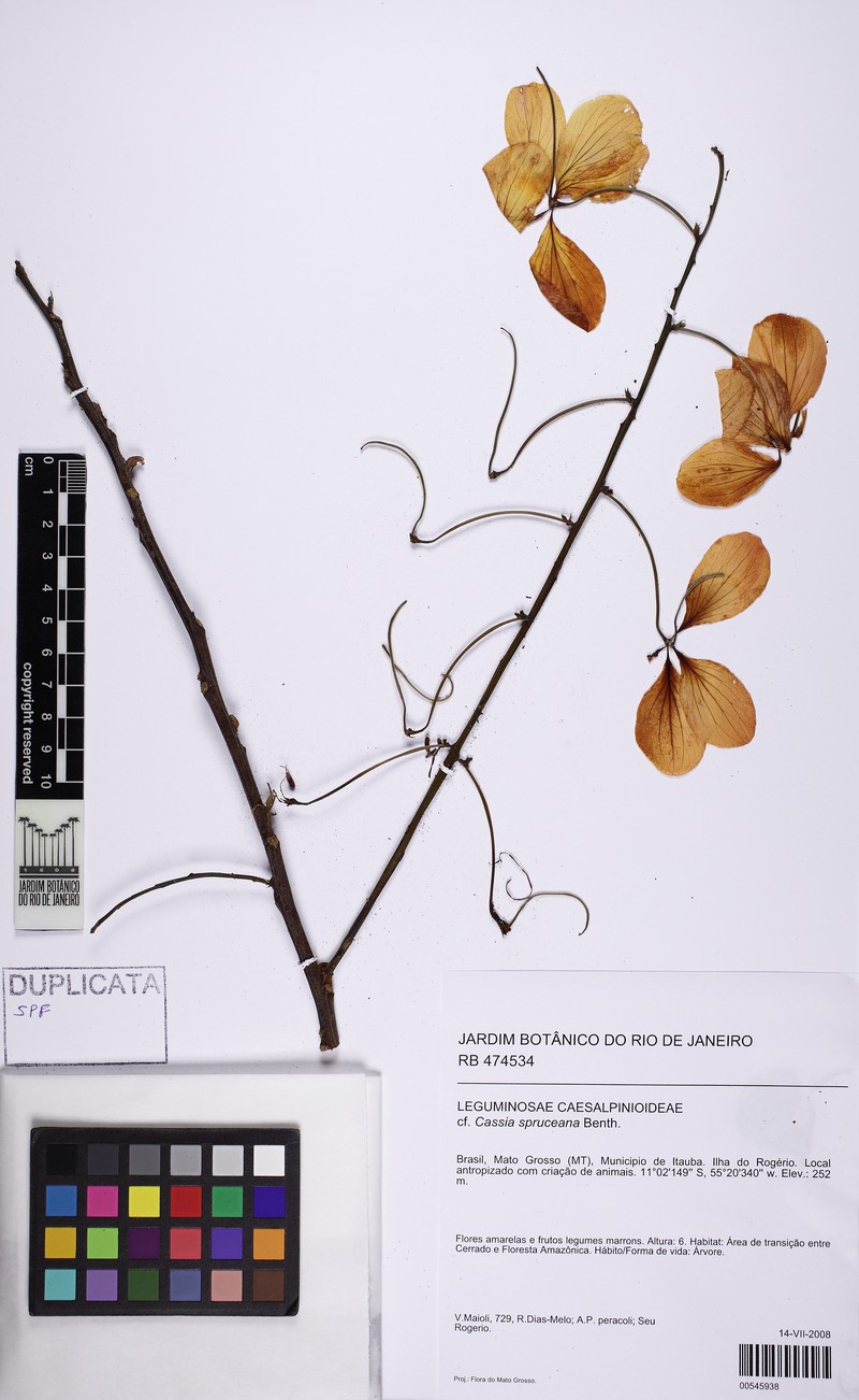 Cassia spruceana photo 2