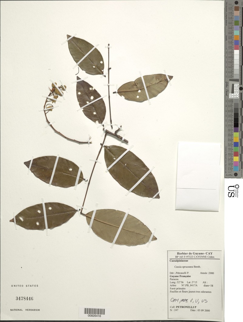 Cassia spruceana photo 3