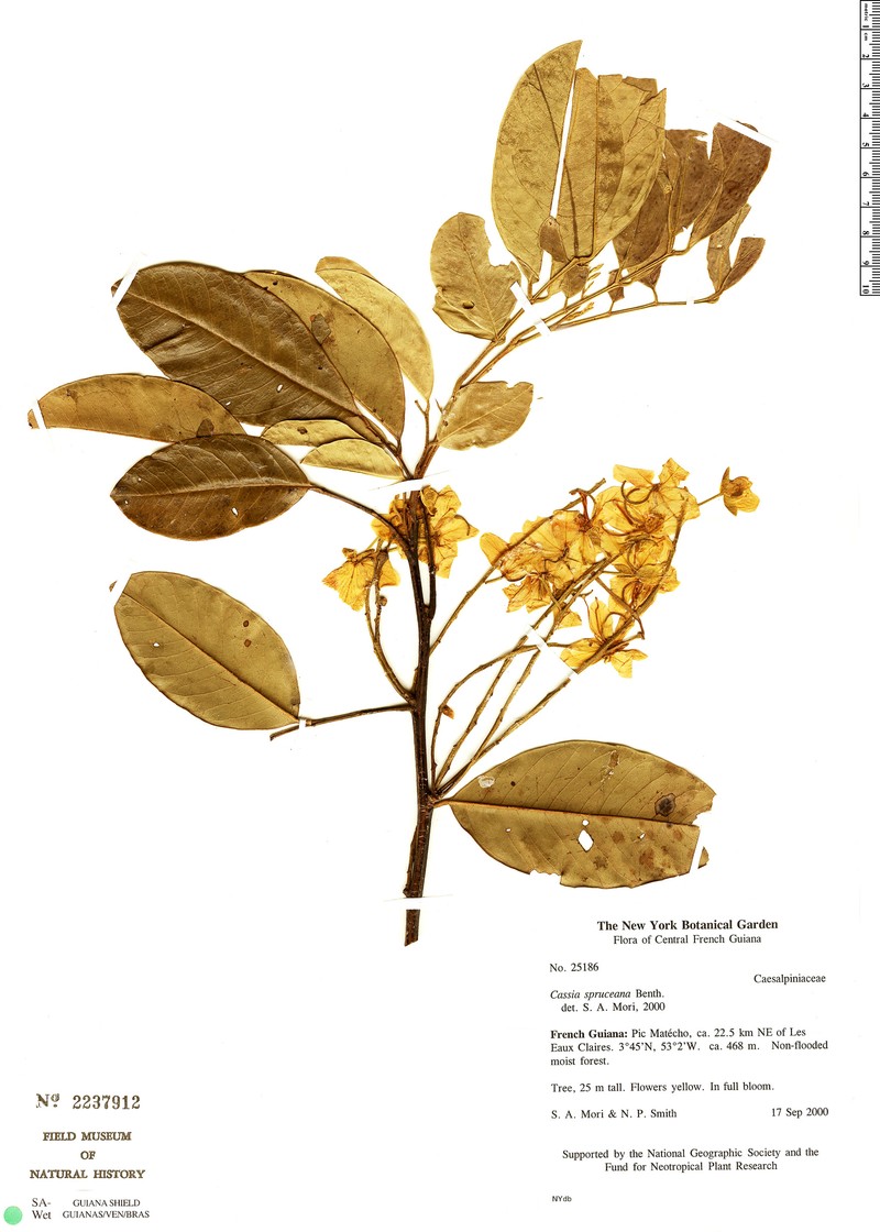 Cassia spruceana photo 4