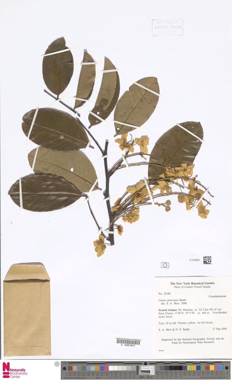 Cassia spruceana photo 6