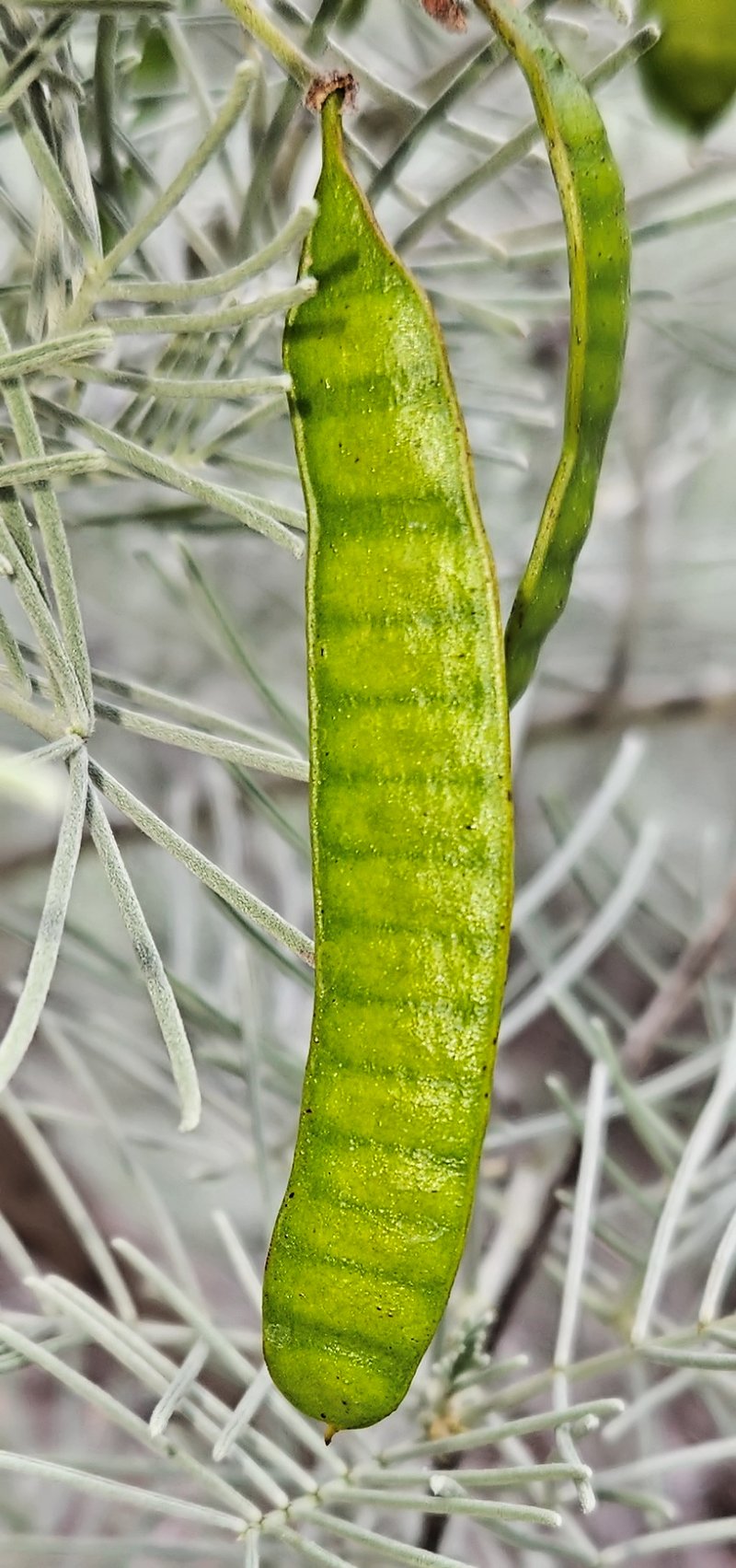Sturt's Cassia