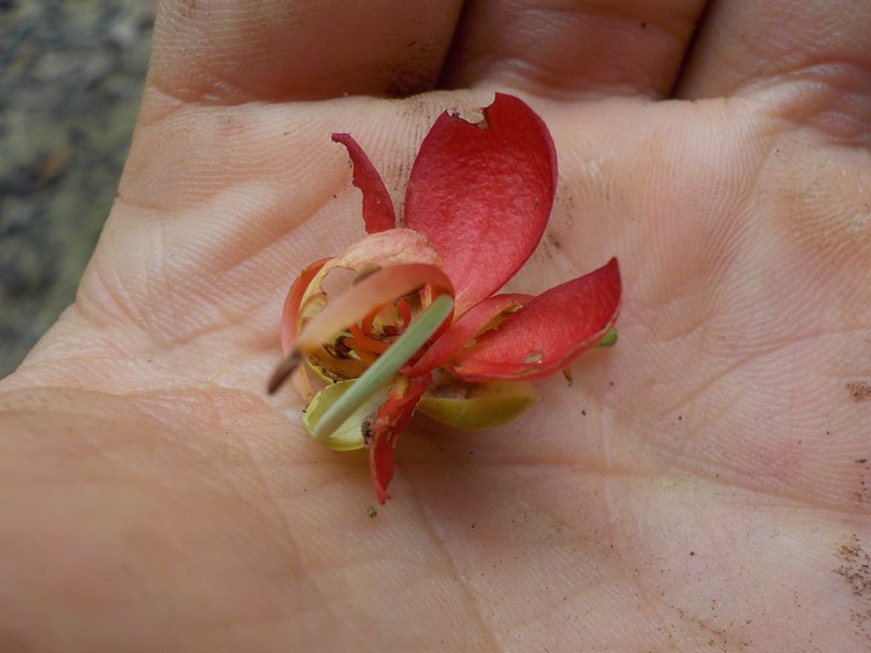 Cassia swartzioides photo 2