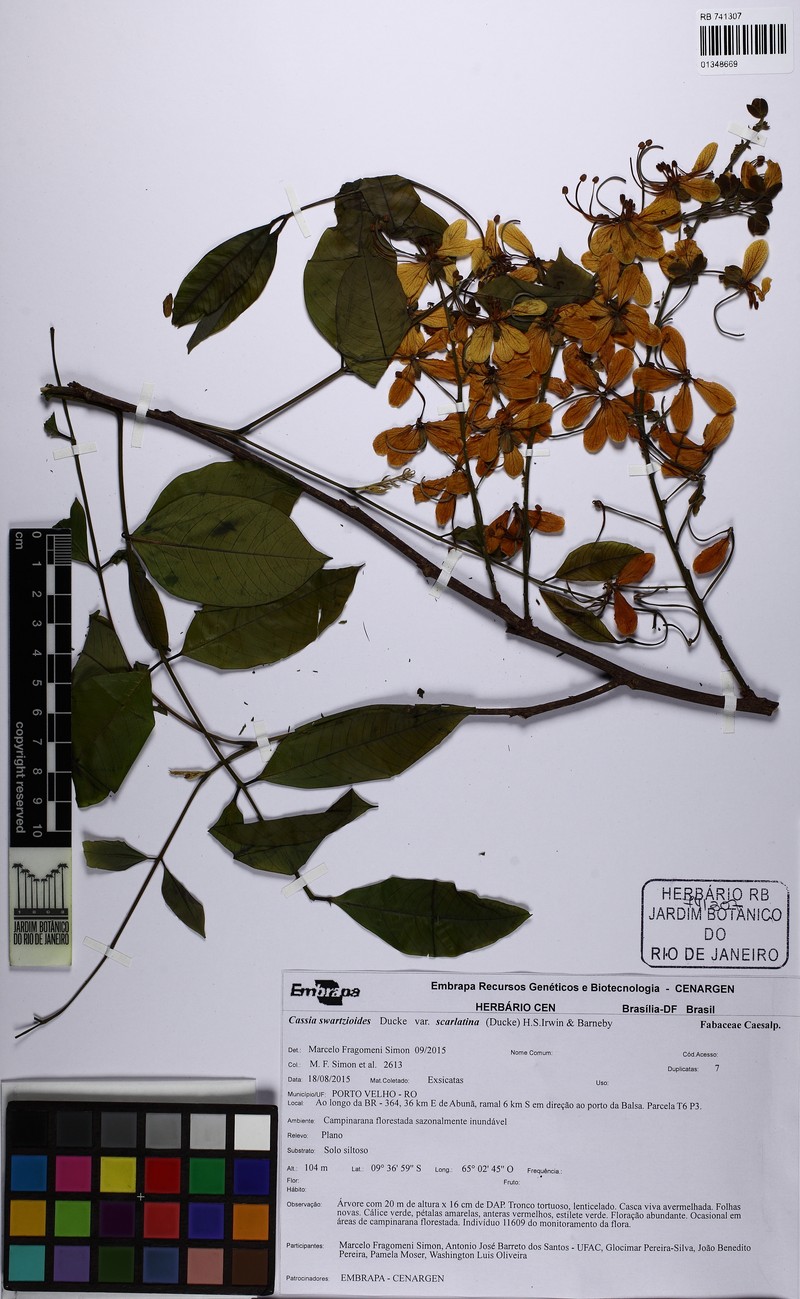 Cassia swartzioides photo 3