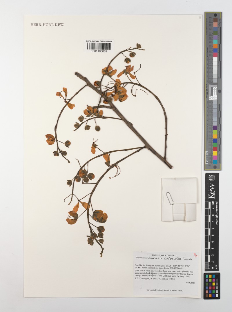 Cassia swartzioides photo 4