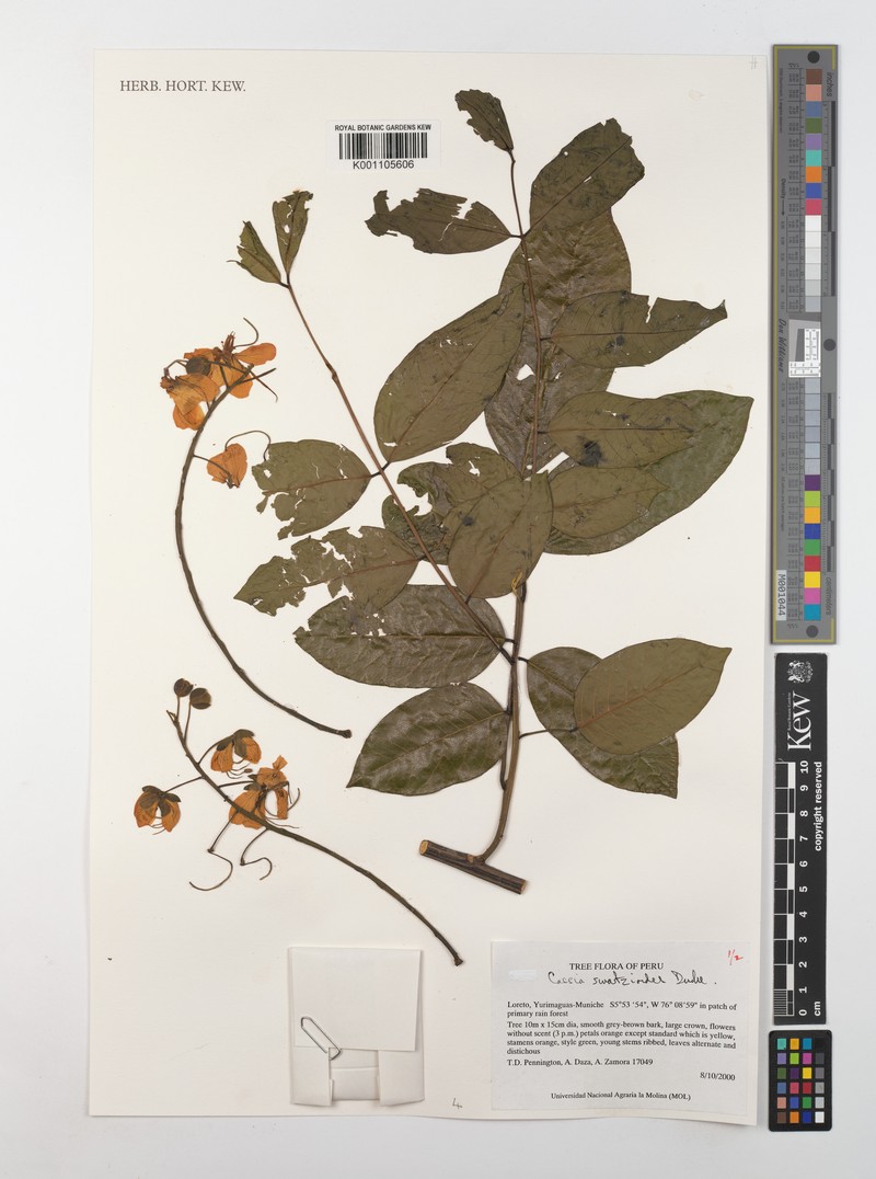 Cassia swartzioides photo 5