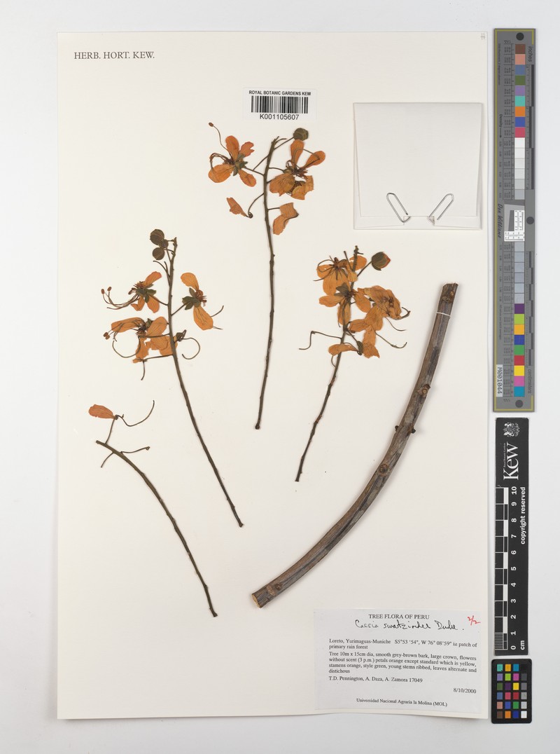 Cassia swartzioides photo 6