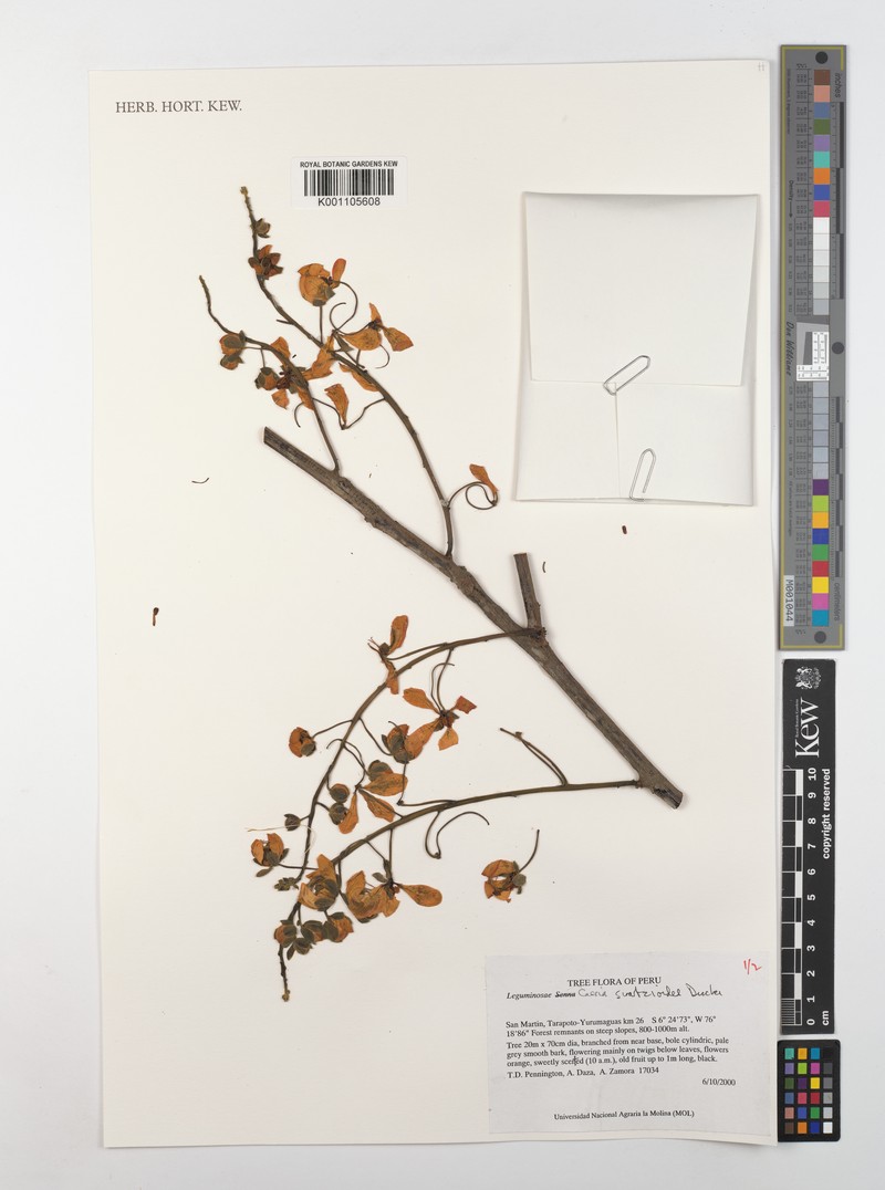 Cassia swartzioides photo 7