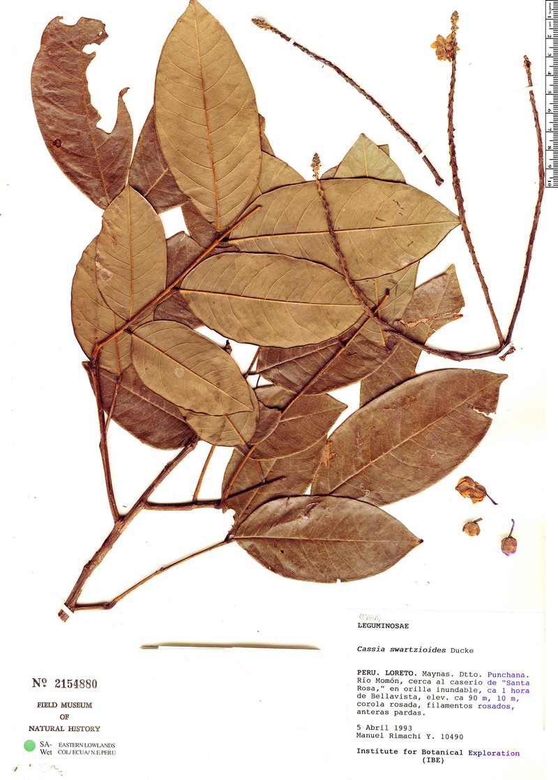 Cassia swartzioides photo 8